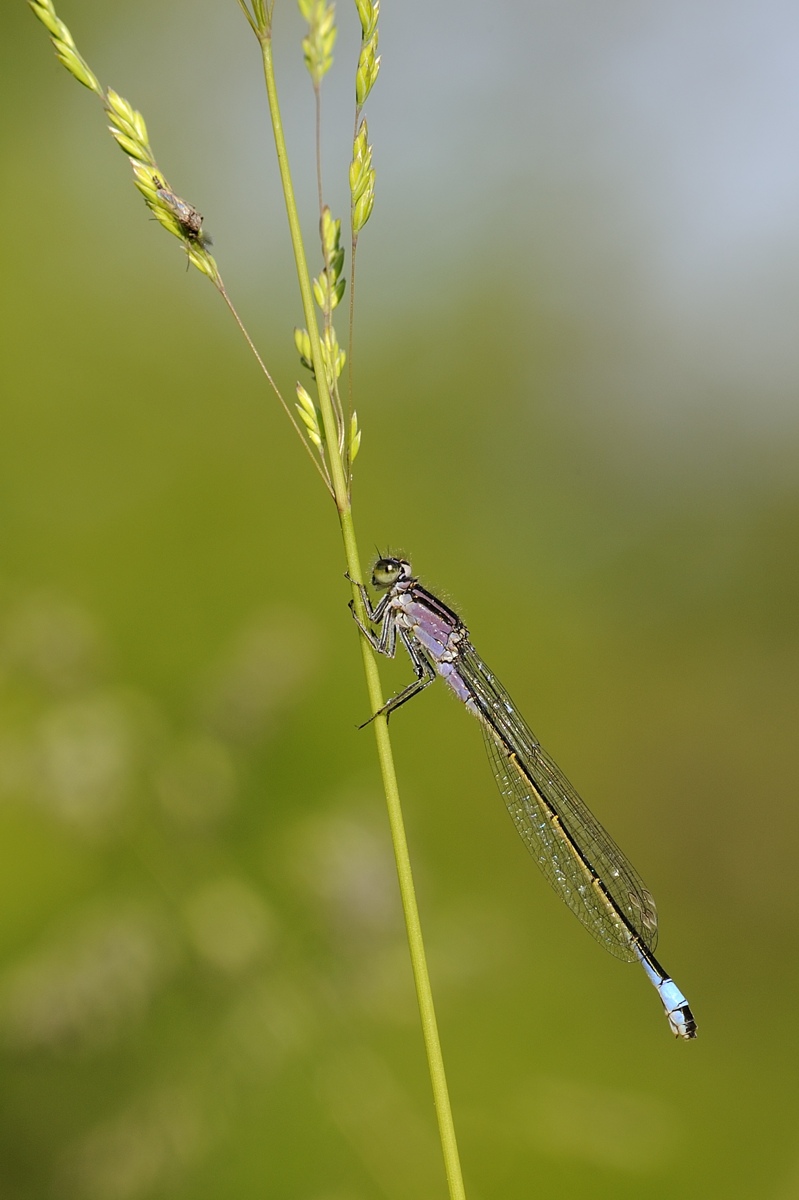 conferma ischnura.. - Ischnura elegans